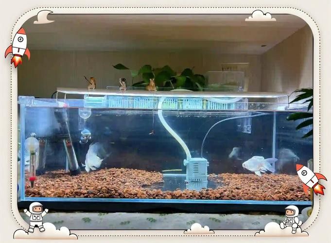 龍魚可以和蝴蝶鯉混養嗎圖片