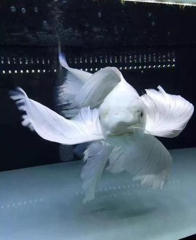 龍魚可以和蝴蝶鯉混養嗎圖片