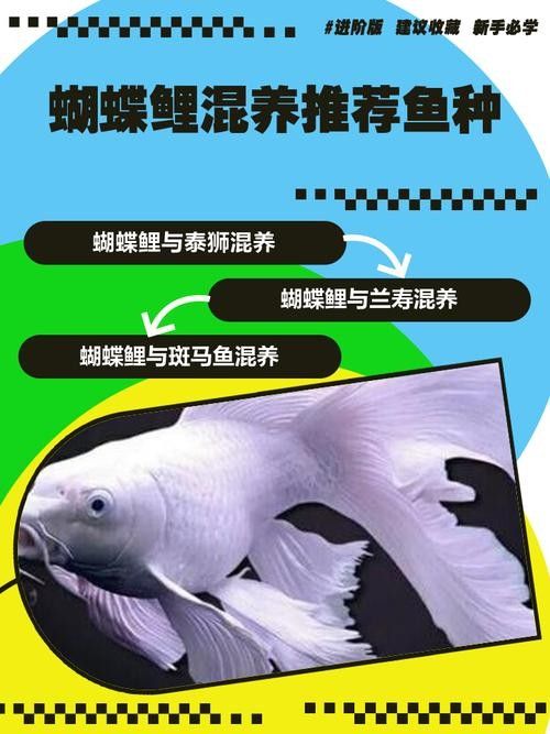 龍魚可以和蝴蝶鯉混養嗎圖片