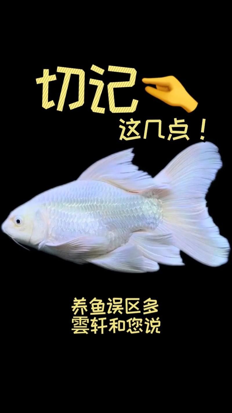 龍魚可以和蝴蝶鯉混養嗎圖片