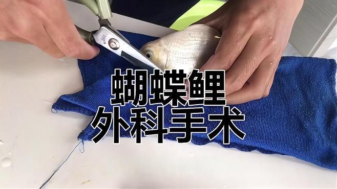 龍魚可以和蝴蝶鯉混養嗎圖片