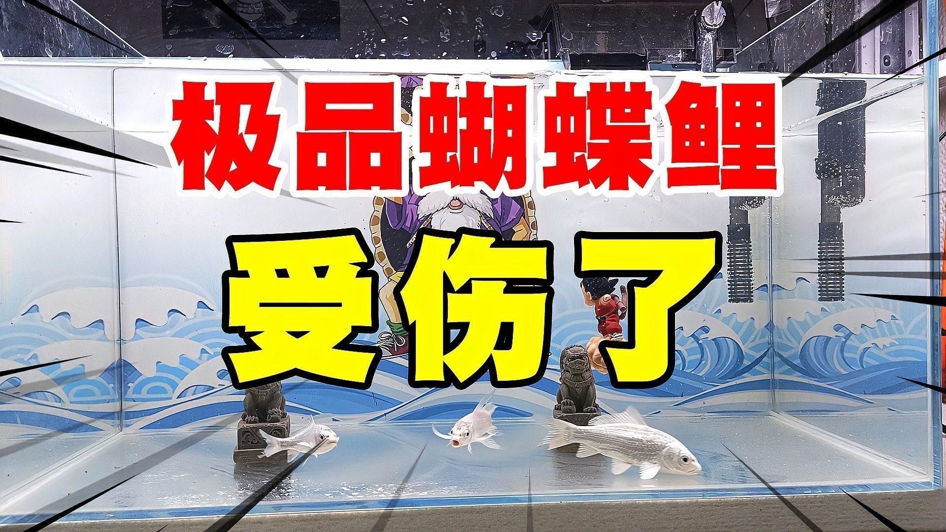 龍魚可以和蝴蝶鯉混養嗎圖片