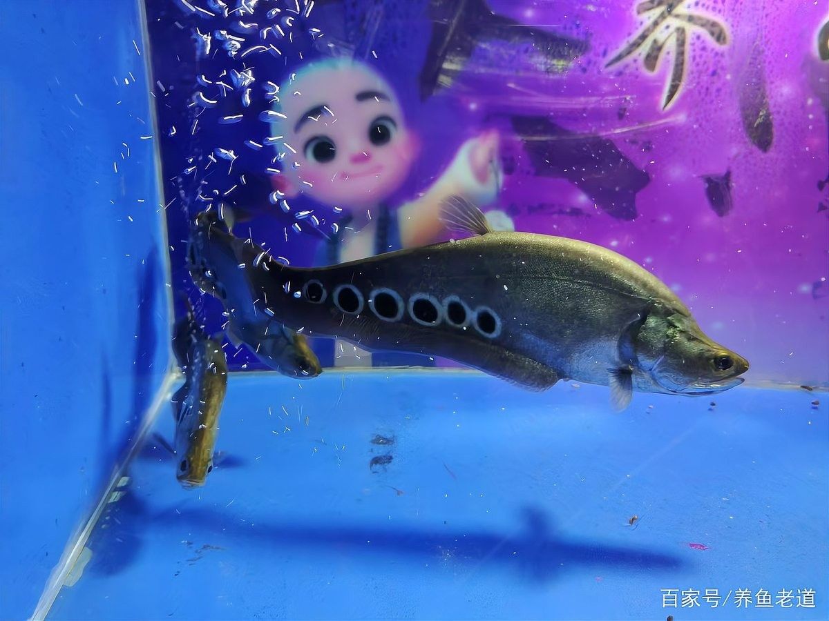 龍魚可以和蝴蝶鯉混養嗎圖片