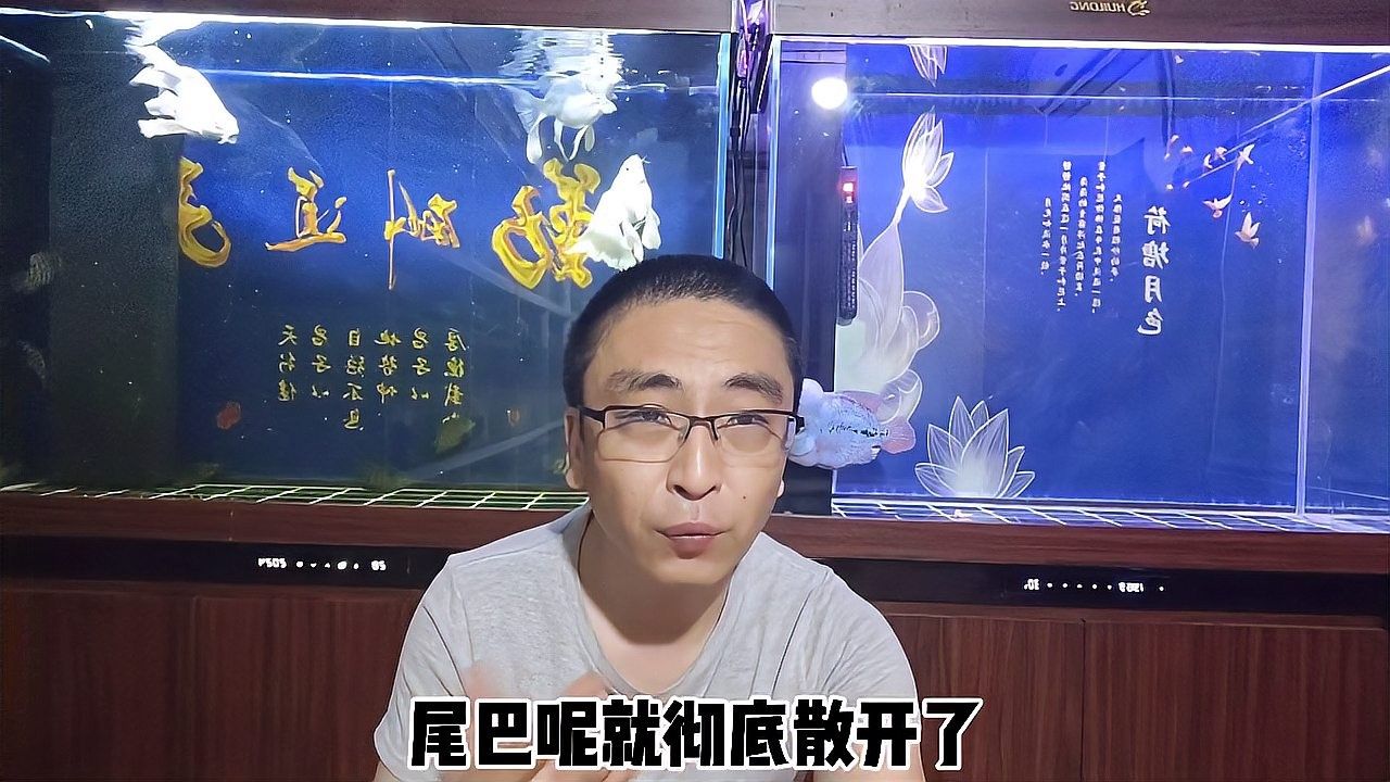 龍魚可以和蝴蝶鯉混養嗎圖片