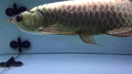 龍魚適合多少度水溫喂食：龍魚水溫調(diào)節(jié)技巧,不同品種龍魚水溫需求,龍魚水溫過高影響