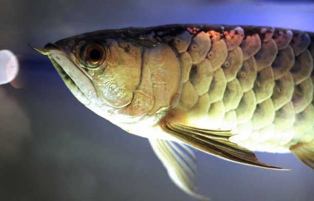 金龍魚掛畫魚頭朝北可以嗎：金龍魚掛畫的魚頭朝北可以嗎 金龍魚掛畫魚頭朝北可以嗎：金龍魚掛畫的魚頭朝北可以嗎 龍魚百科 第3張
