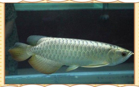 推薦一些更便宜的紅龍魚替代品 推薦一些更便宜的紅龍魚替代品 龍魚百科 第5張