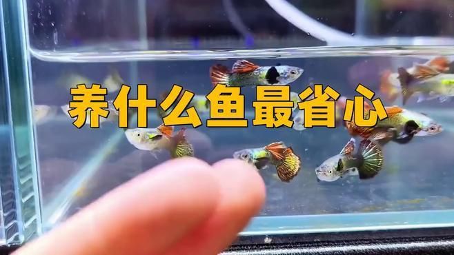 養什么魚最省心 養什么魚最省心 龍魚百科 第1張