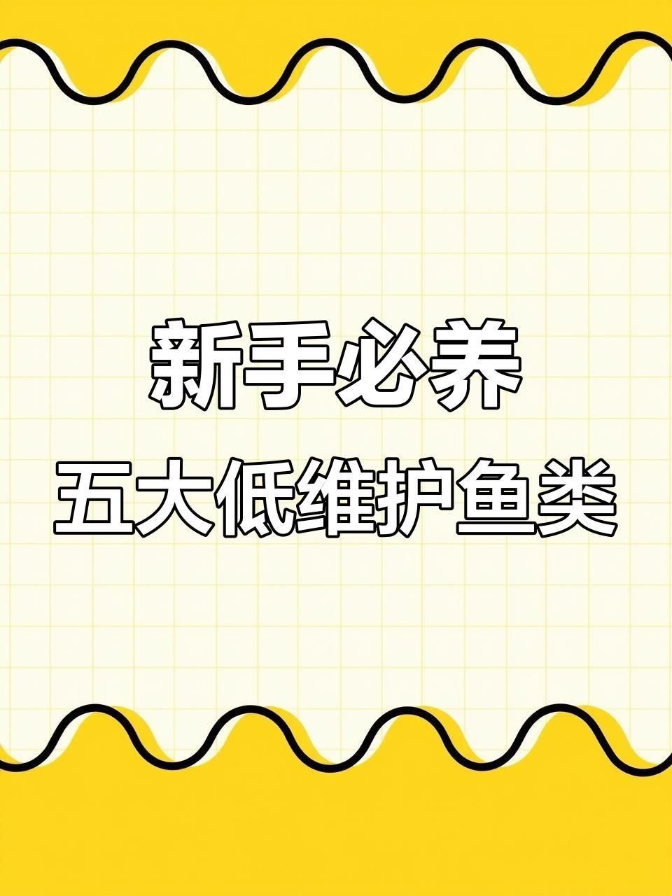 養什么魚最省心 養什么魚最省心 龍魚百科 第3張