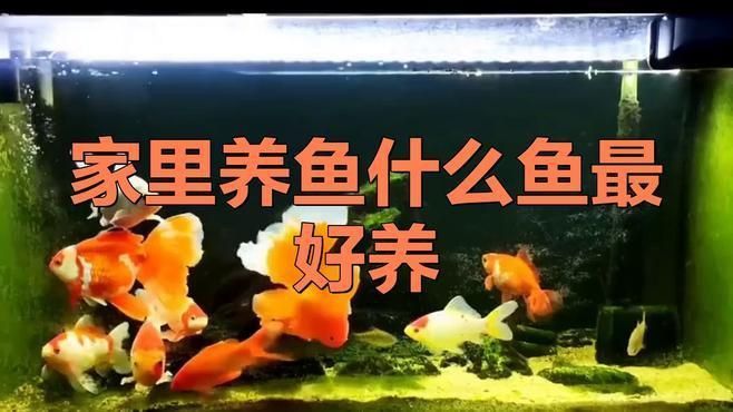 養什么魚最省心 養什么魚最省心 龍魚百科 第2張