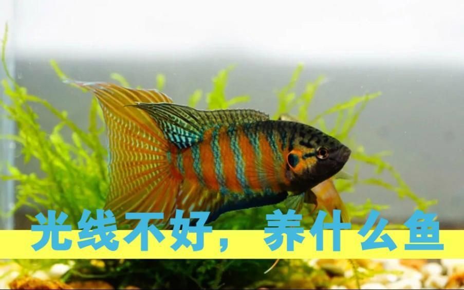 養什么魚最省心 養什么魚最省心 龍魚百科 第8張