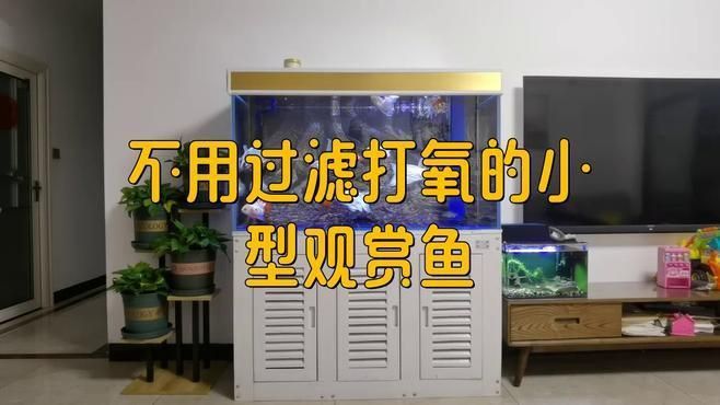 養什么魚最省心 養什么魚最省心 龍魚百科 第7張