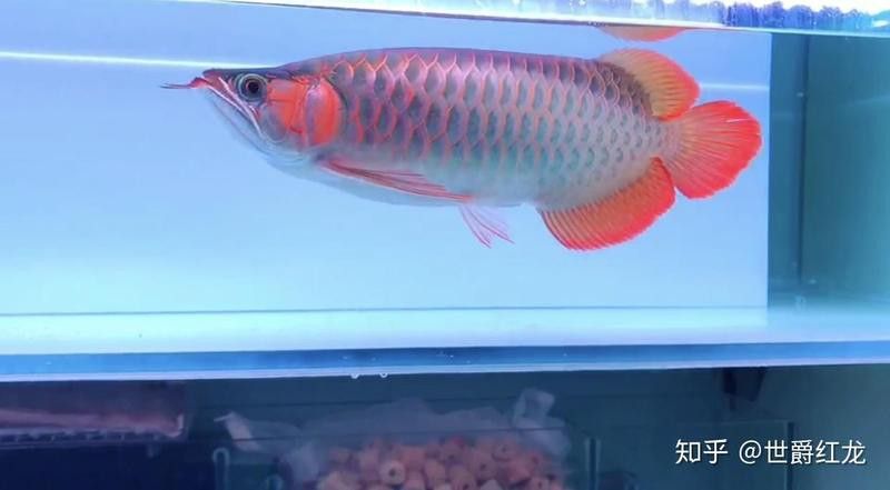為什么一定要買印尼紅龍魚呢知乎