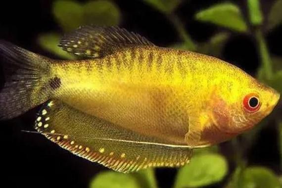 金曼龍魚圖片