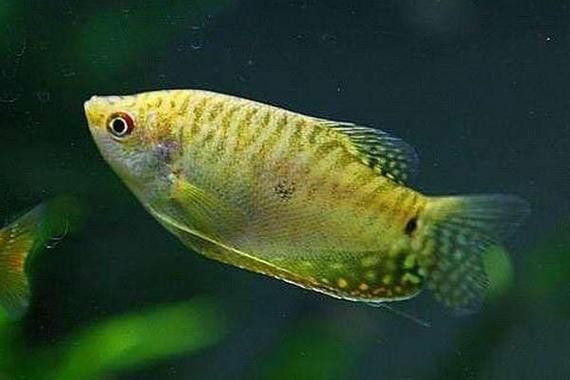 金曼龍魚圖片