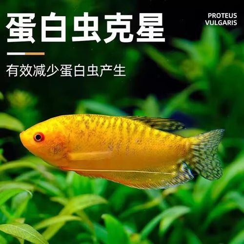 金曼龍魚圖片