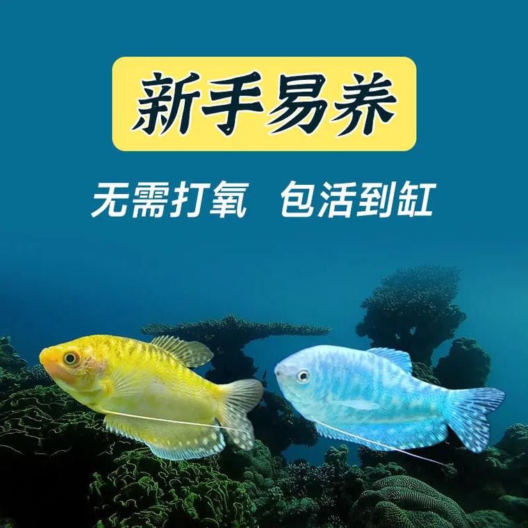 金曼龍魚圖片