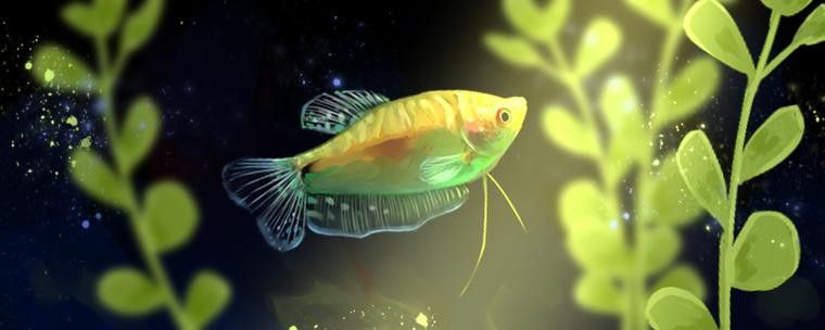 金曼龍魚圖片