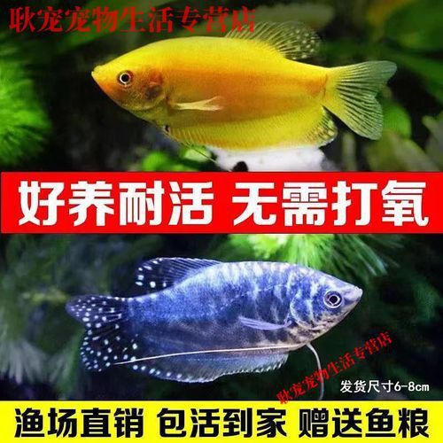金曼龍魚圖片