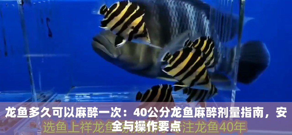 龍魚多久可以麻醉一次：40公分龍魚麻醉劑量指南，安全與操作要點