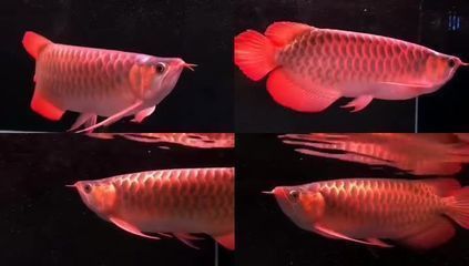 龍魚多久可以麻醉一次：40公分龍魚麻醉劑量指南，安全與操作要點