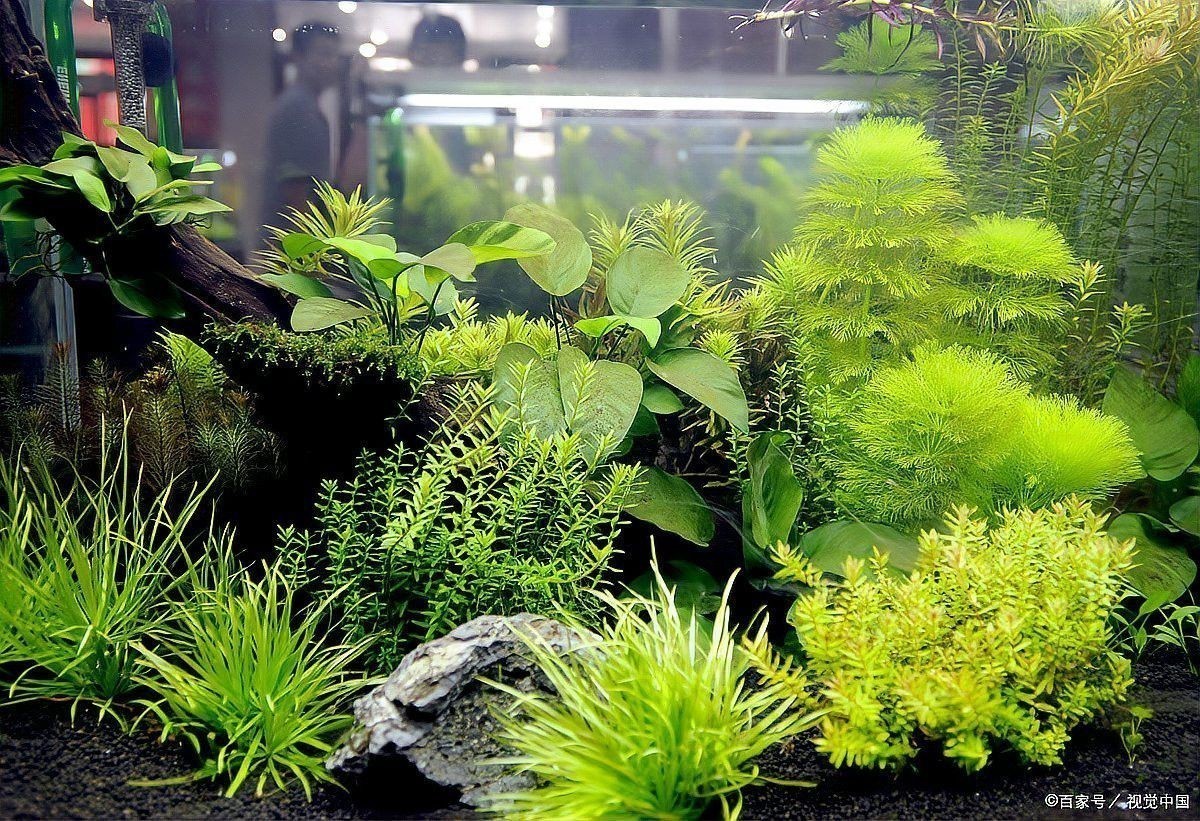 金沙江龍魚吃著臭嗎