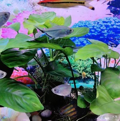 金沙江龍魚吃著臭嗎