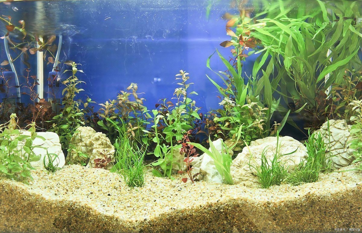 金沙江龍魚吃著臭嗎