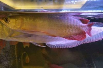 魚身龍頭打一成語是什么意思：魚身龍頭打一成語是“白龍魚服”