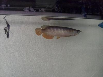 魚身龍頭打一成語是什么意思：魚身龍頭打一成語是“白龍魚服”