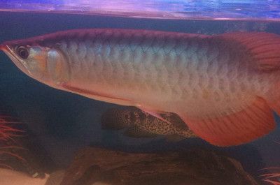 魚身龍頭打一成語是什么意思：魚身龍頭打一成語是“白龍魚服”