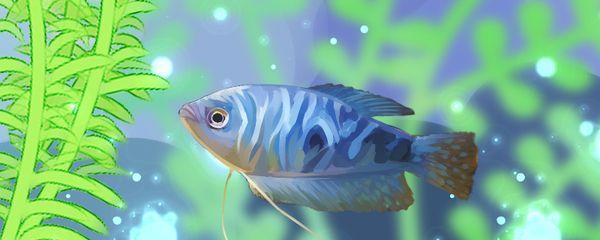 60公分龍魚多久喂一次飼料（龍魚喂養頻率取決于龍魚的種類、大小、水溫和飼料類型等因素）