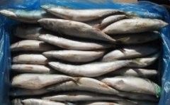 龍魚去哪里批發最好呢