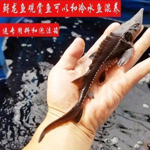 當龍魚吃了清道夫后出現不吃食的情況，可以嘗試以下幾個方案：當龍魚吃了清道夫后出現不吃食的情況