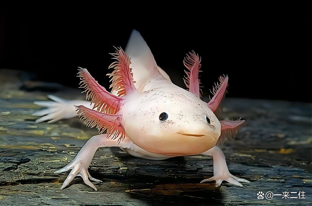 六角龍魚一定要親自喂嗎