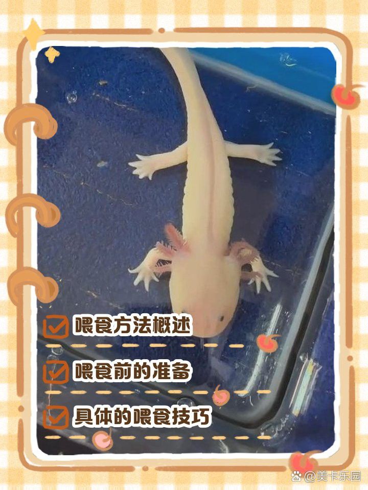六角龍魚一定要親自喂嗎