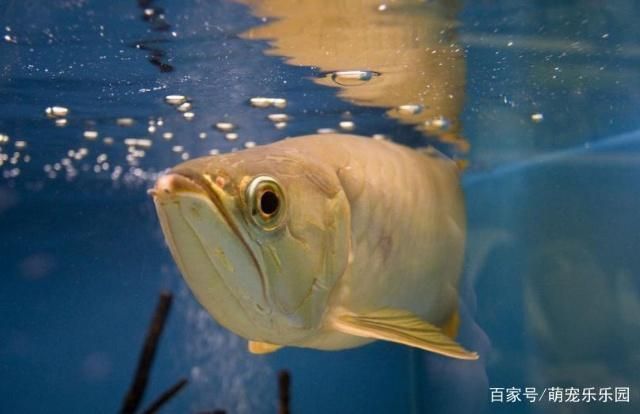 龍魚吃浮食嗎：飼養(yǎng)龍魚時(shí)，喂食浮食是否是一個(gè)好的選擇呢，龍魚吃浮食嗎