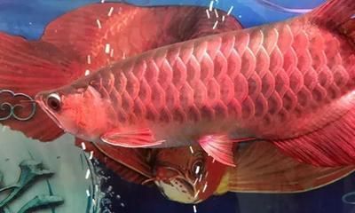 紅龍魚(yú)鱗底不干凈（紅龍魚(yú)掉鱗片不干凈的原因及處理方法及處理方法）