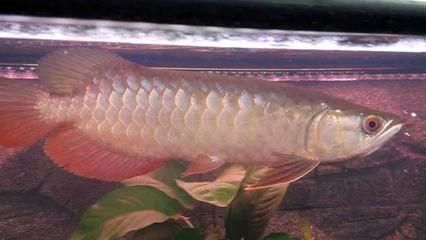 紅龍魚鱗底不干凈（紅龍魚掉鱗片不干凈的原因及處理方法及處理方法）