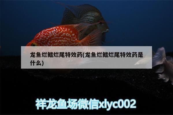 龍魚爛鰭爛尾特效藥：龍魚爛鰭爛尾怎么辦