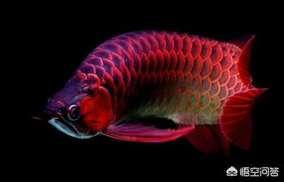 哪里有給龍魚治蒙眼的地方（治療龍魚蒙眼的方法和注意事項(xiàng)和注意事項(xiàng)和注意事項(xiàng)）