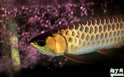 哪里有給龍魚治蒙眼的地方（治療龍魚蒙眼的方法和注意事項(xiàng)和注意事項(xiàng)和注意事項(xiàng)）