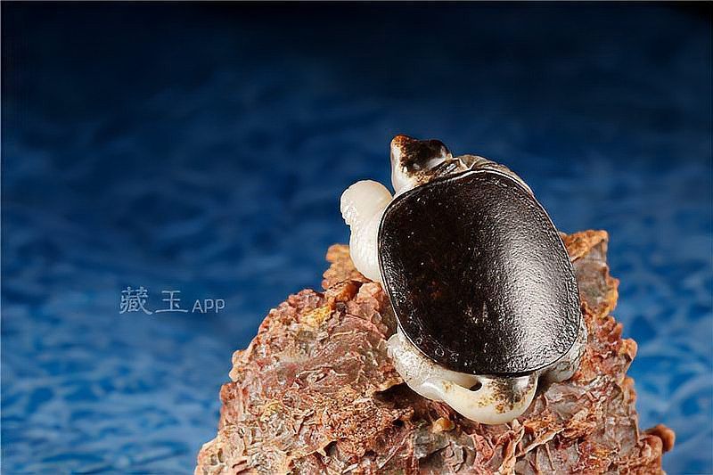 如何挑選適合自己的龍龜圖片