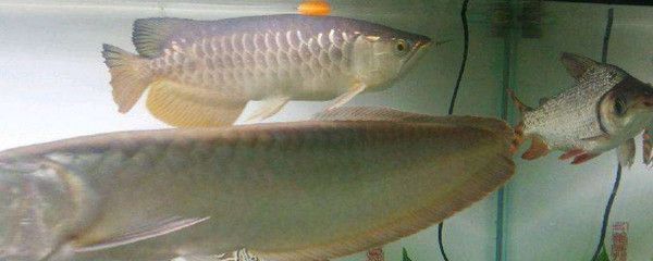 龍魚浮水面是不是缺氧