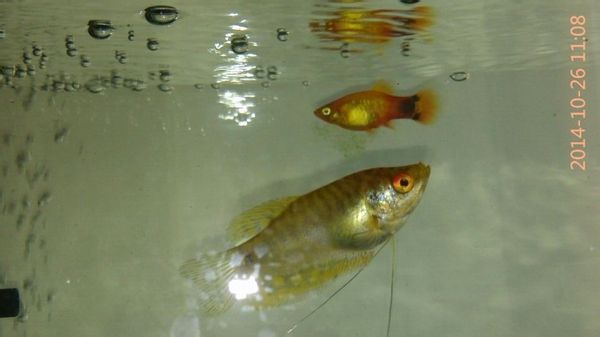 龍魚浮水面是不是缺氧