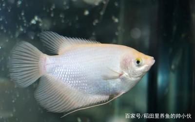 龍魚浮水面是不是缺氧