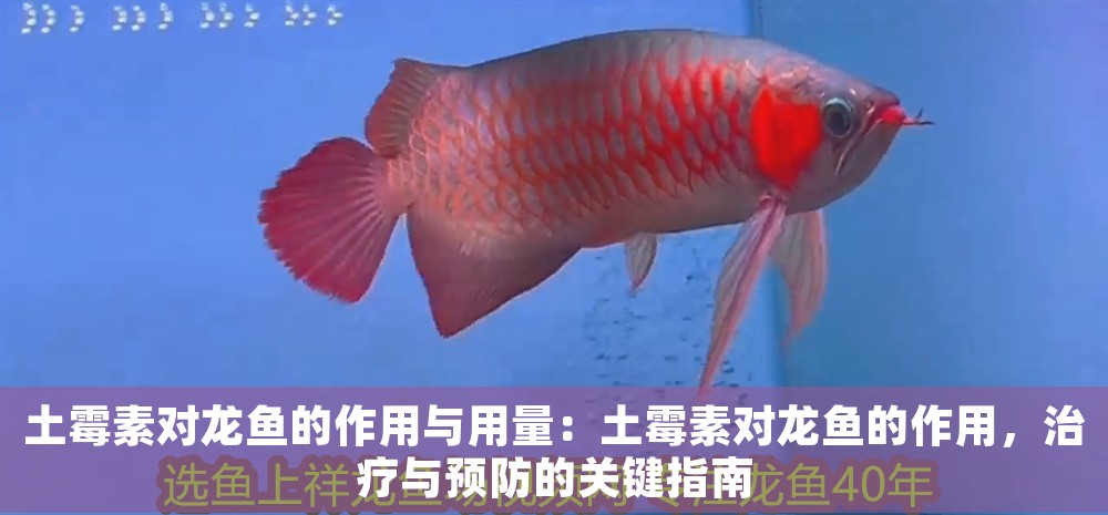 土霉素對龍魚的作用與用量：土霉素對龍魚的作用，治療與預防的關鍵指南