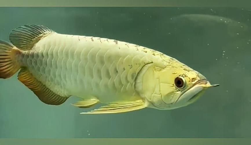 金頭過背金龍魚是怎樣的魚圖片視頻