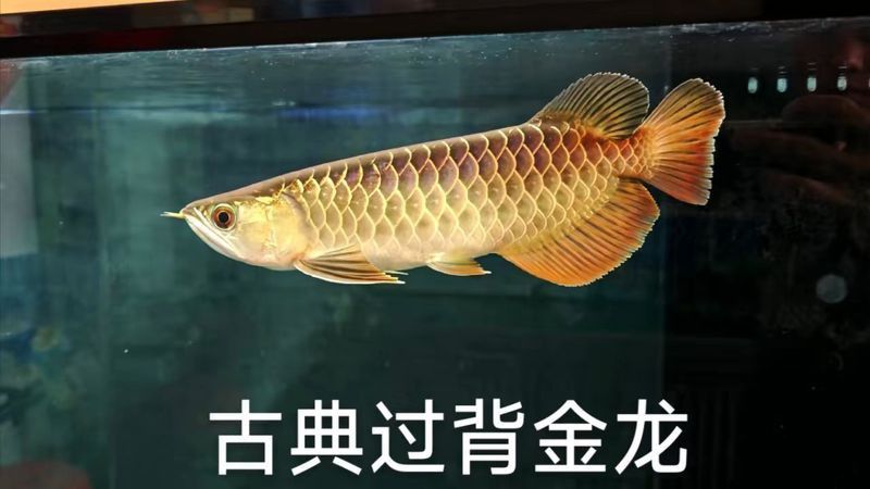 金頭過背金龍魚是怎樣的魚圖片視頻