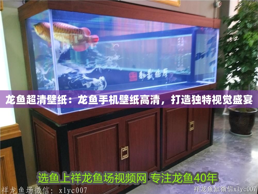 龍魚超清壁紙：龍魚手機壁紙高清，打造獨特視覺盛宴